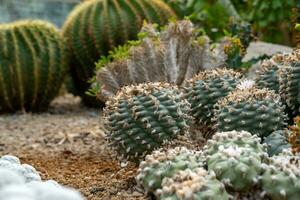 cactus jardin divers les types de magnifique cactus exotique cactus collection. photo