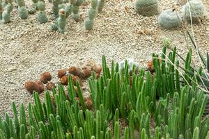 cactus jardin divers les types de magnifique cactus exotique cactus collection. photo