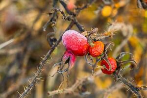 glacial Rose hanche avec brillant la glace gel dans neigeux forêt parc. déchue les plantes couvert givre et dans neige. tranquille paisible hiver la nature. extrême Nord faible température, cool hiver temps Extérieur. photo