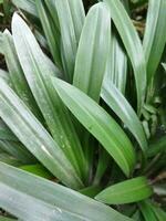 kaya feuille jus est utile dans acné, lèpre, diabète. fleur pétrole aide réduire estomac douleur. Kéora fleur l'eau est utilisé dans biryani cuisson. Kéora l'eau est fabriqué de cette fleur dans le évaporation photo