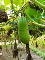 avantages et nutritionnel valeur de riz citrouille toit citrouille est une populaire légume dans notre pays. comme cette légume est grandi sur le toit de le loger, il est connu comme toit citrouille. cette légume photo