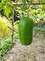 avantages et nutritionnel valeur de riz citrouille toit citrouille est une populaire légume dans notre pays. comme cette légume est grandi sur le toit de le loger, il est connu comme toit citrouille. cette légume photo