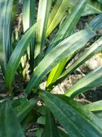 kaya feuille jus est utile dans acné, lèpre, diabète. fleur pétrole aide réduire estomac douleur. Kéora fleur l'eau est utilisé dans biryani cuisson. Kéora l'eau est fabriqué de cette fleur dans le évaporation photo