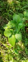 porte Kachu, une tribal Kachu variété, a ses feuilles mangé comme une légume photo