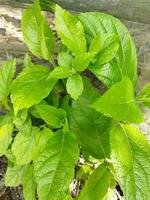 image dans kantap bengali. kantap bijakfig feuille est une forêt herbe. juste comme figues pouvez être cuit et mangé, le Jeune feuilles de figues pouvez aussi être mangé comme une légume. photo