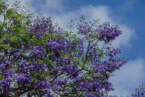 violet fleurs sur une arbre dans de face de une bleu ciel photo