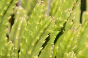 une proche en haut de une cactus plante avec beaucoup vert feuilles photo