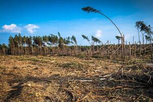 détruit forêt comme un effet de fort orage photo