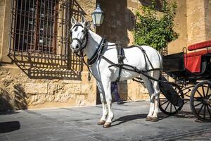 traditionnel cheval et Chariot à Cordoue Espagne - Voyage Contexte photo