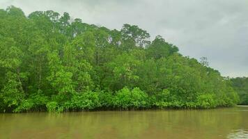 mangrove les forêts sont situé sur le rivage photo