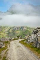 scénique route et magnifique montagnes dans Norvège photo