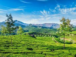 thé plantations, Munnar, Kerala État, Inde photo