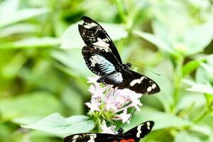 deux papillons sont séance sur une fleur photo