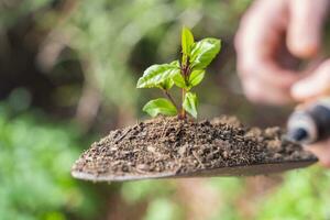 mains plantation Jeune vert plante avec une pelle. prise se soucier de la nature. photo