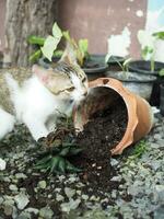 peu chat dommage arbre pot et cactus pot en jouant et creuser sol dans pot photo