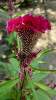 rouge reine fleur. magnifique grand fleur photo