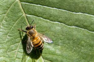 macro vue de une abeille pollinisateur - complexe détails de un insecte dans proche en haut avec membrane ailes photo