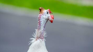 femelle paon en marchant dans le jardin photo