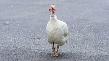 femelle paon en marchant dans le jardin photo