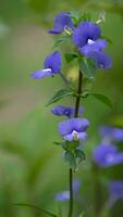 brésilien muflier, bleu Hawaii épanouissement dans le jardin photo