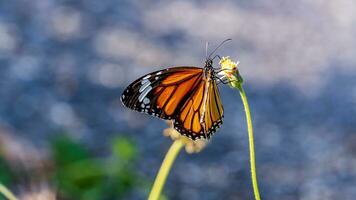 magnifique image dans la nature de monarque papillon sur lantana couler photo