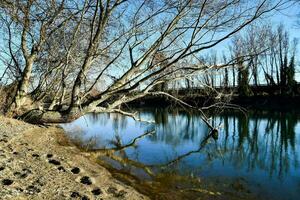 une arbre est penché plus de le l'eau dans une rivière photo