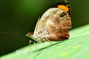 une marron papillon avec Orange ailes séance sur une vert feuille photo