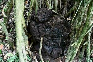 une grand pile de saleté dans le milieu de une arbre photo