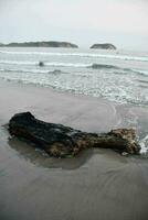 une mort arbre sur le plage près le océan photo