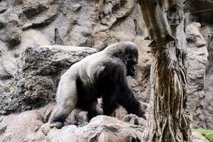 une gorille est en marchant sur rochers dans un enceinte photo