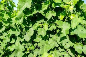 une buisson avec vert feuilles photo