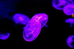 violet méduse dans le foncé photo