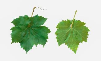 isolé grain de raisin feuilles sur blanc Contexte. le feuilles sont de forme ovale avec pointu conseils et en forme de coeur socles. le bords de le feuilles sont cranté comme dents de scie. photo