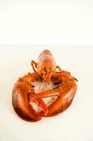 une Homard sur une blanc Contexte photo