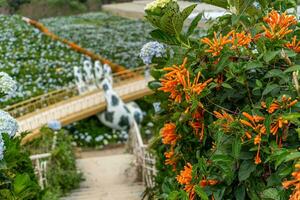 hortensia fleurs sont épanouissement dans da lat jardin. cette est une endroit à visite écologique touristique jardin attire autre tourisme à le hauts plateaux vietnam photo