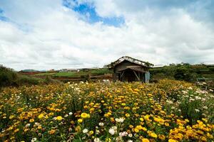 paisible Contexte avec épanouissement Jaune xérochryse bractéatum jardin dans Dalât, vietnam photo