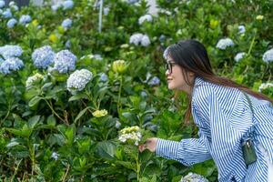 Jeune femme voyageur profiter avec épanouissement hortensias jardin dans Dalât, vietnam photo