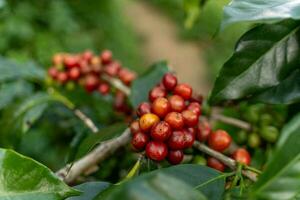 café des haricots maturité, Frais café, rouge baie bifurquer, industrie agriculture sur arbre dans vietnam photo