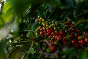 café des haricots maturité, Frais café, rouge baie bifurquer, industrie agriculture sur arbre dans vietnam photo