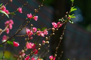 coloré rose fleurs Floraison dans petit village avant tet festival, vietnam lunaire an. vue de pêche branches et Cerise fleurs avec vietnamien nourriture pour tet vacances photo