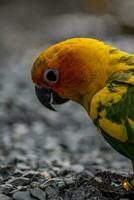 magnifique coloré Soleil conure perroquet des oiseaux. aratinga solstitialis - exotique animal de compagnie adorable. photo