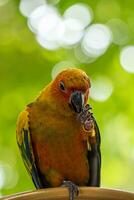 magnifique coloré Soleil conure perroquet des oiseaux. aratinga solstitialis - exotique animal de compagnie adorable. photo