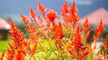 la nature rouge fleurs et feuille photo