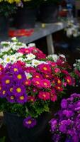 la nature violet fleurs et feuille photo