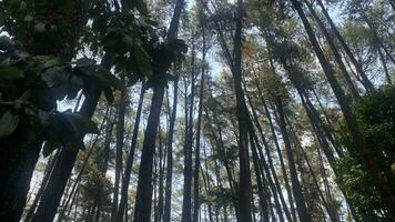 le dense et magnifique pin forêt fait du le atmosphère cool et confortable sur chaud, ensoleillé journées photo