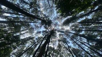 le dense et magnifique pin forêt fait du le atmosphère cool et confortable sur chaud, ensoleillé journées photo