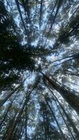 le dense et magnifique pin forêt fait du le atmosphère cool et confortable sur chaud, ensoleillé journées photo