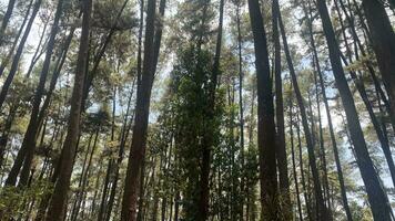 le dense et magnifique pin forêt fait du le atmosphère cool et confortable sur chaud, ensoleillé journées photo