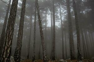 des arbres dans le brumeux forêt. l'automne paysage photo