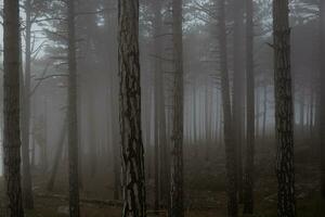 des arbres dans le brumeux forêt. l'automne paysage photo